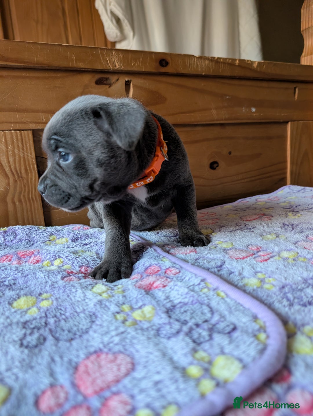 Staffordshire Bull Terrier dogs for sale: Beautiful Kennel registered blue staffie for sale  - Image 17