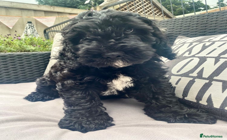 Cockapoo dogs in Ruthin - Advert 3