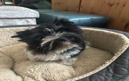 Mixed Breed dogs for sale: Colour Yorkshire Terrier   , DNA tested parents  - Image 10