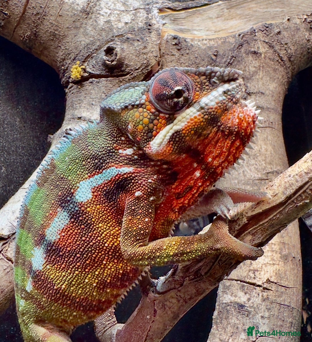 Chameleon reptiles for sale: Ambilobe Panther Chameleon Male - Advert 3