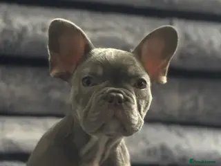 French Bulldog dogs Outstanding male lilac and tan - Advert 3