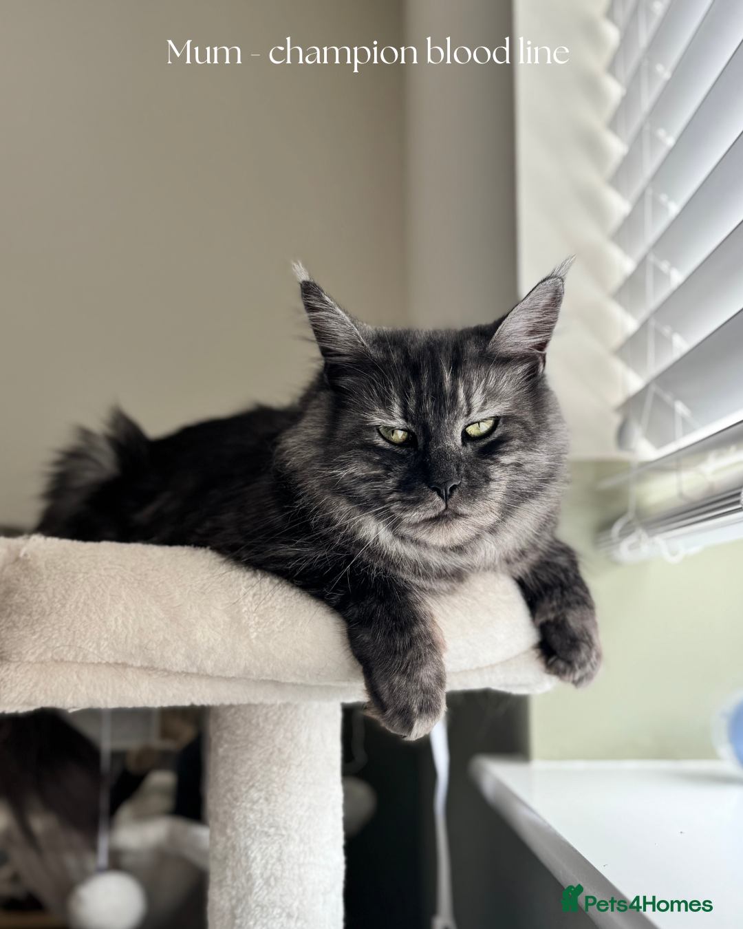 Maine Coon cats for sale: Champion blood line mainecoon kittens  - Advert 2