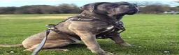 Cane Corso dogs for sale: Blue Brindle Cane Corso Female - Advert 2