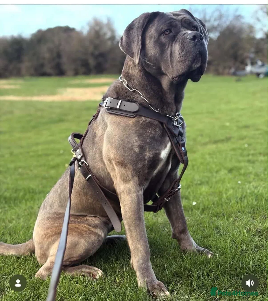 Cane Corso dogs for sale: Blue Brindle Cane Corso Female - Advert 2
