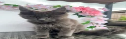 Maine Coon cats for sale: Blue smoke Maine coon kitten - Advert 5
