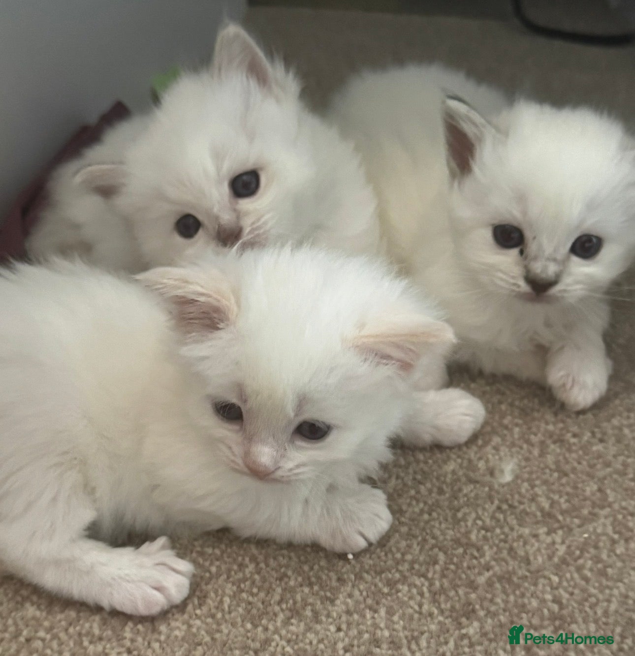 Ragdoll cats for sale: Ragdoll kittens champion breed GCCF show quality  - Advert 3