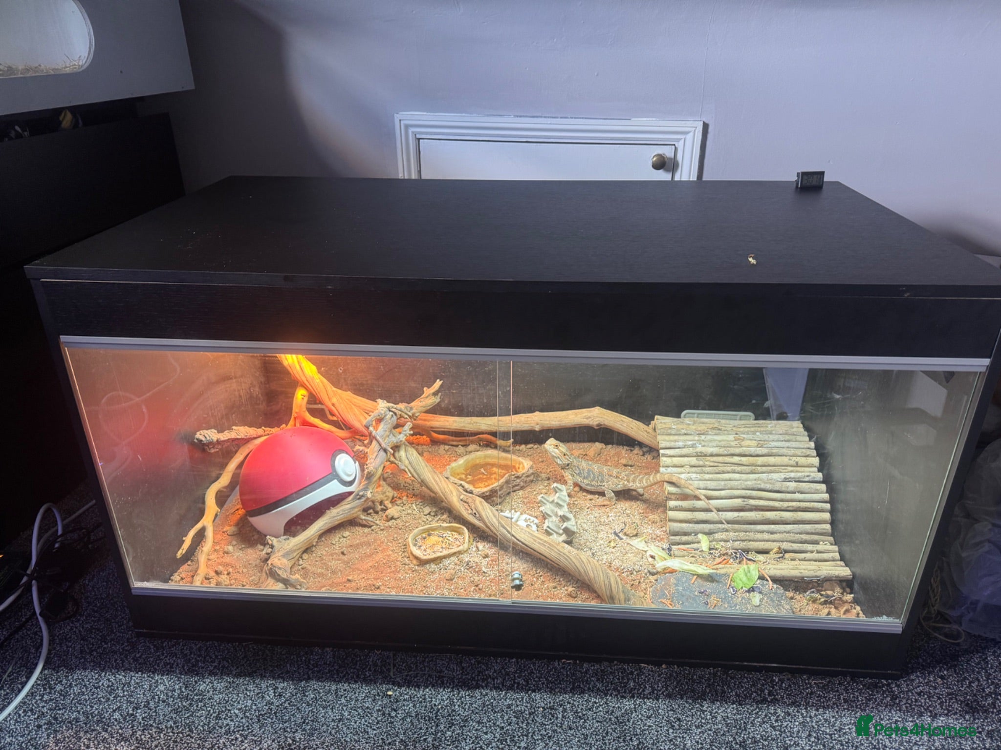 Bearded Dragon reptiles Male Beaded Dragon - Full set up  - Advert 2