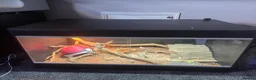 Bearded Dragon reptiles for sale: Male Beaded Dragon - Full set up  - Advert 2
