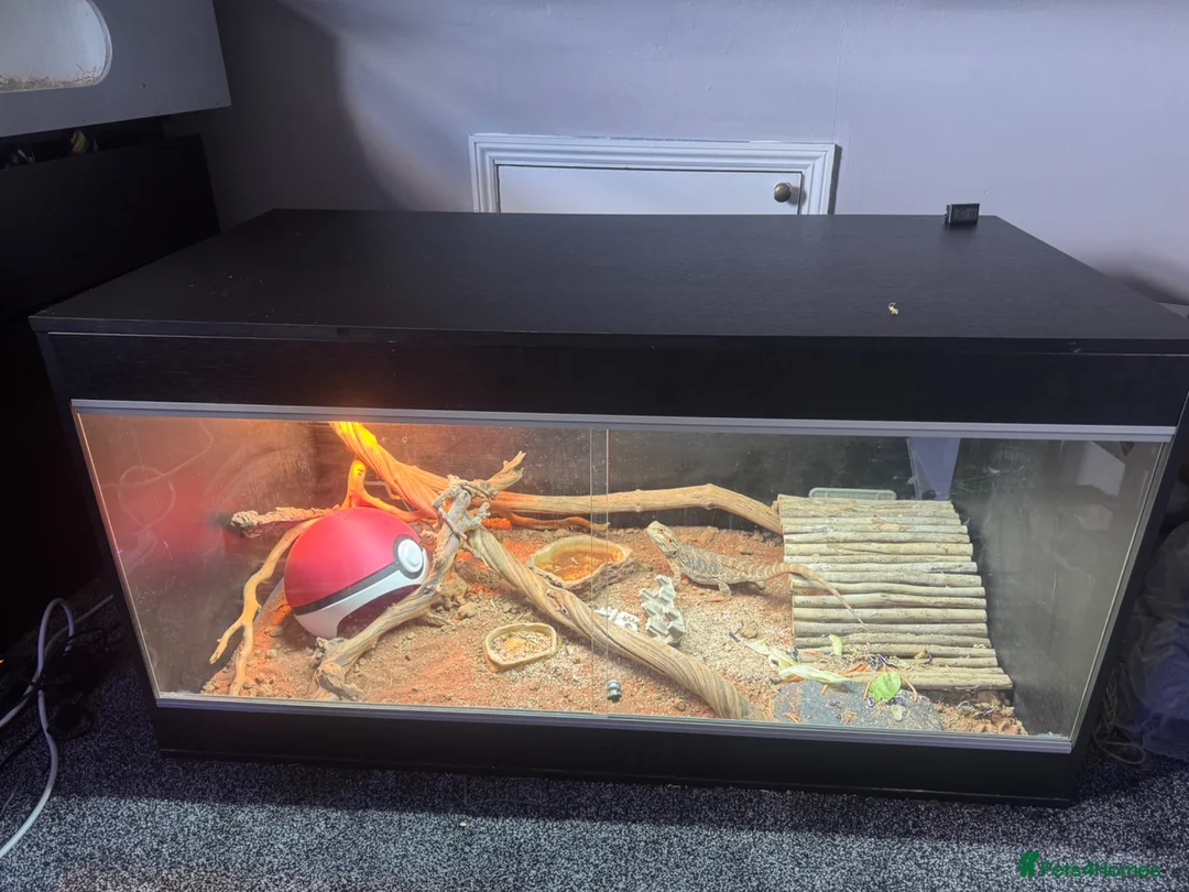Bearded Dragon reptiles for sale: Male Beaded Dragon - Full set up  - Advert 2