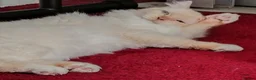Ragdoll cats for sale: Ollie the Ragdoll Cat needs a new home - Advert 4