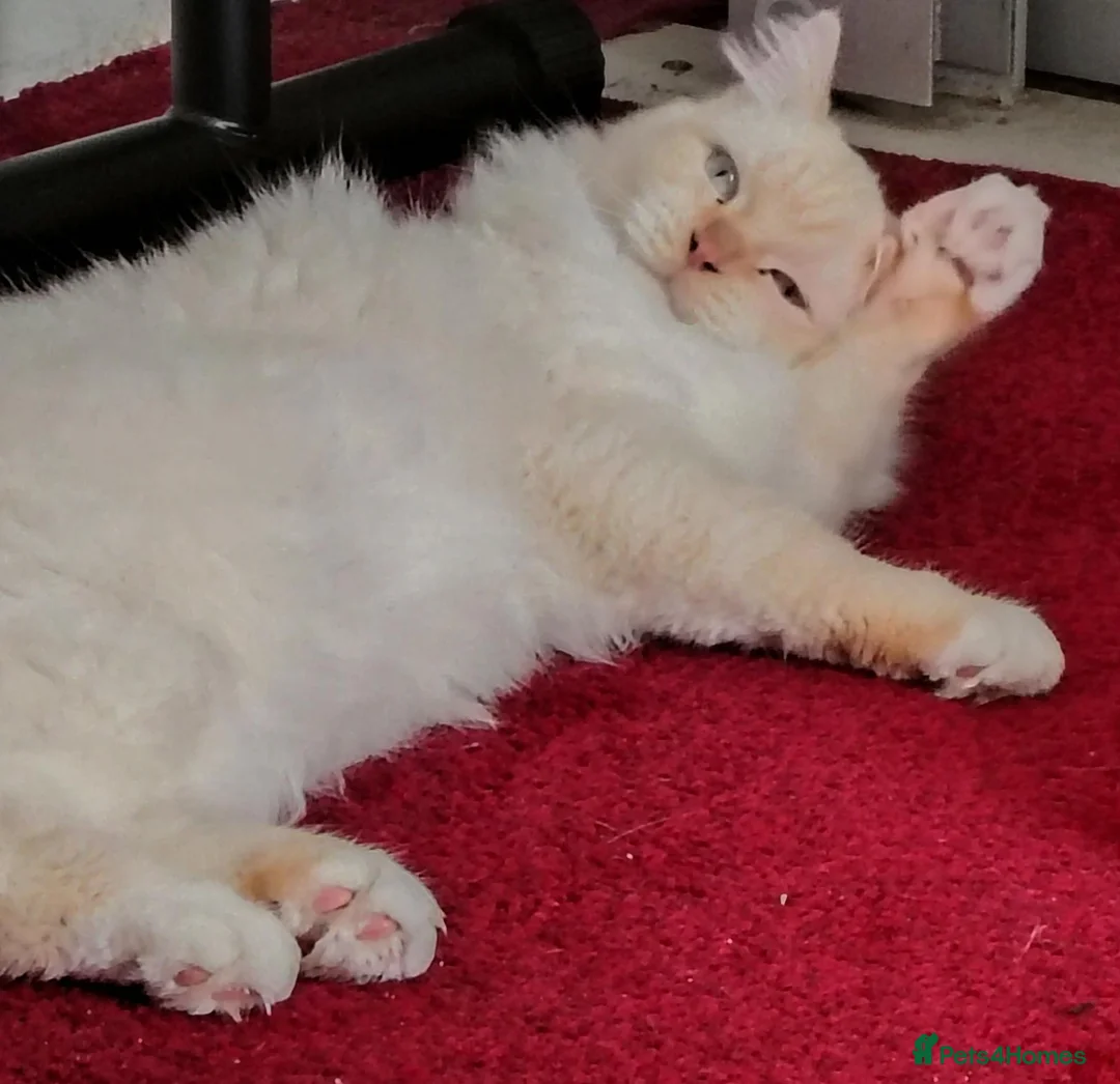 Ragdoll cats for sale: Ollie the Ragdoll Cat needs a new home - Advert 4