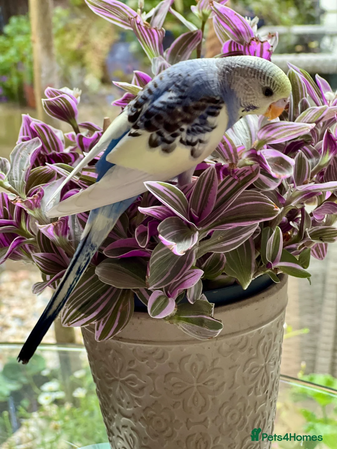 Budgerigars birds for sale: Free to good home with other budgie/s ONLY in London - Advert 3