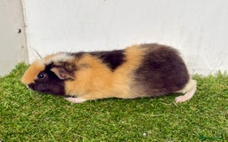 Guinea Pig rodents for sale: Super calm and friendly female guinea pigs  - Image 30