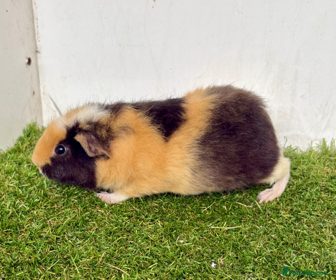 Guinea Pig rodents for sale: Super calm and friendly female guinea pigs  - Image 30