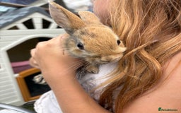 Mixed Breed rabbits for sale: 4 baby rabbits for sale.  - Image 3