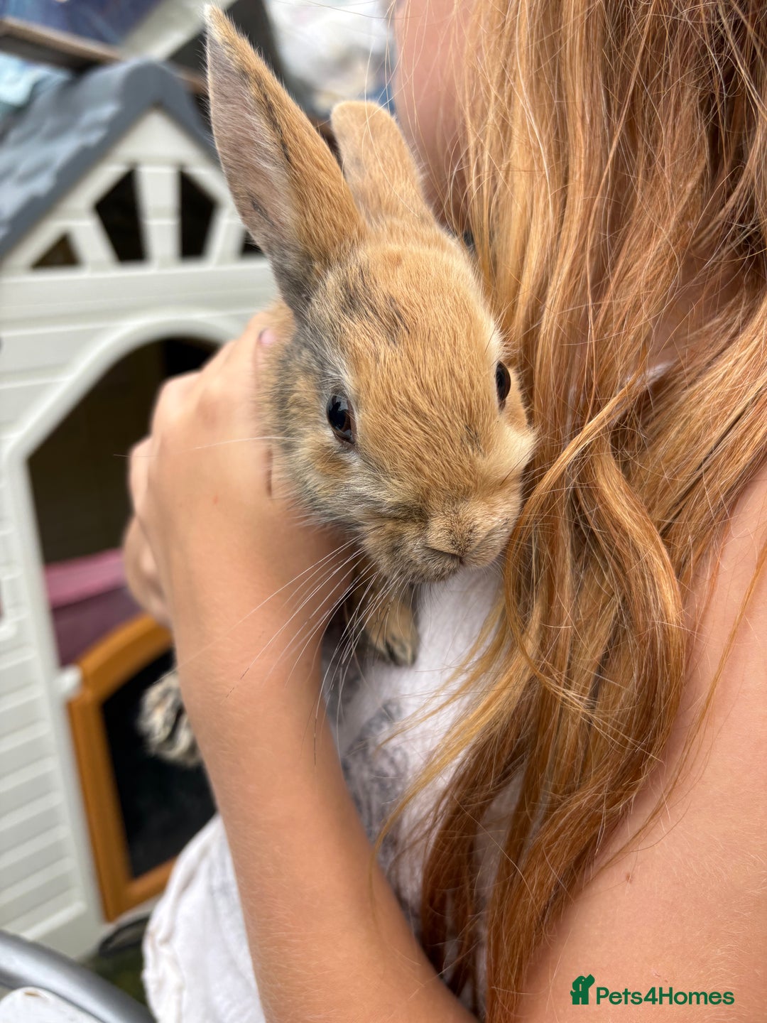 Mixed Breed rabbits for sale: 4 baby rabbits for sale.  - Image 3