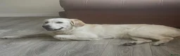 Golden Retriever dogs for sale: Light cream golden retrievers  - Advert 4