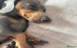 Miniature Dachshund dogs for sale: Venus is a mama to 5! - Image 35