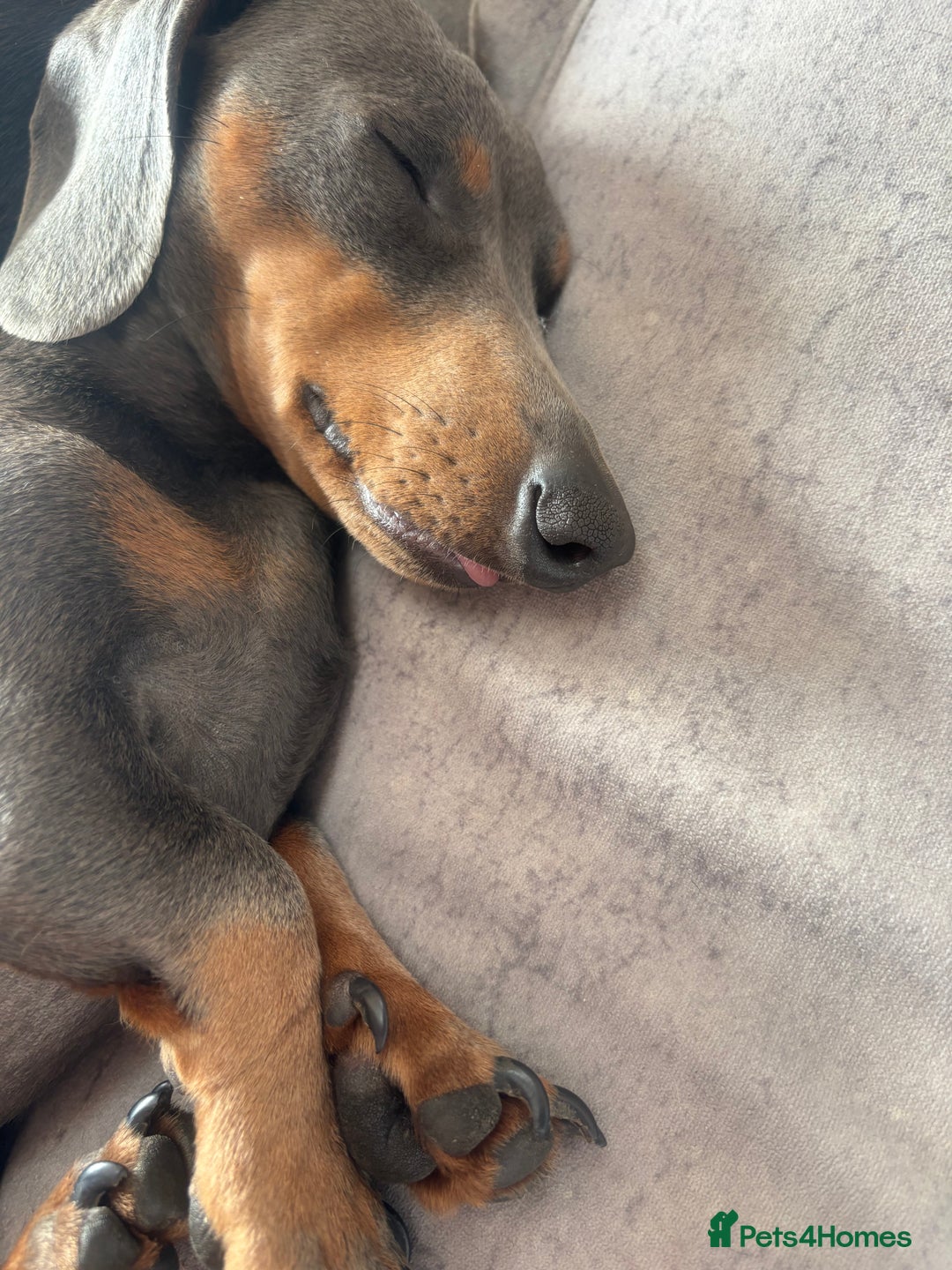 Miniature Dachshund dogs for sale: Venus is a mama to 5! - Image 35