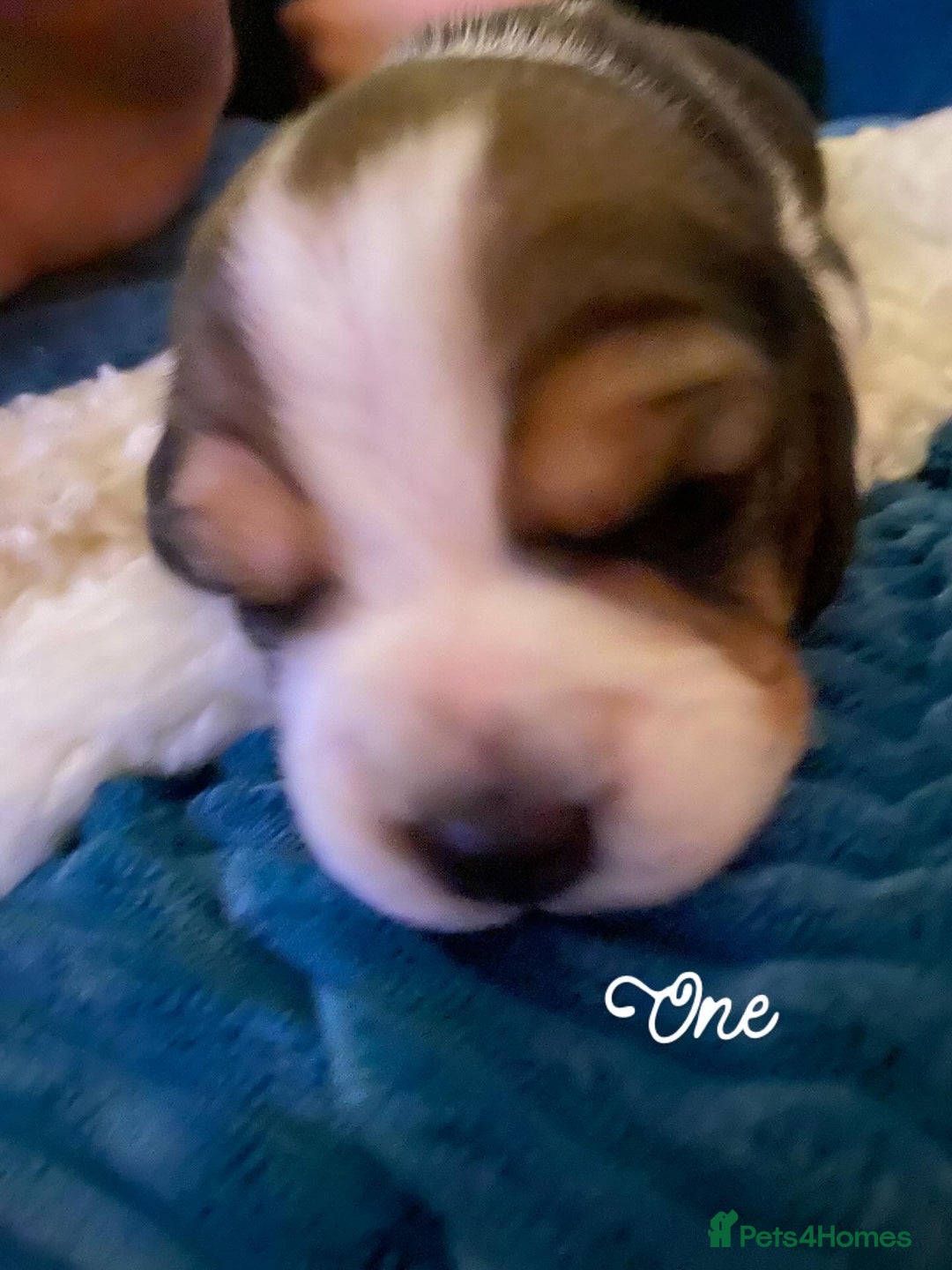 Beagle dogs for sale: 5 Beautiful tri beagle pups  - Advert 14