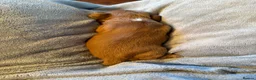 Cocker Spaniel dogs for sale: KC registered cocker spaniel puppies for sale - Advert 9
