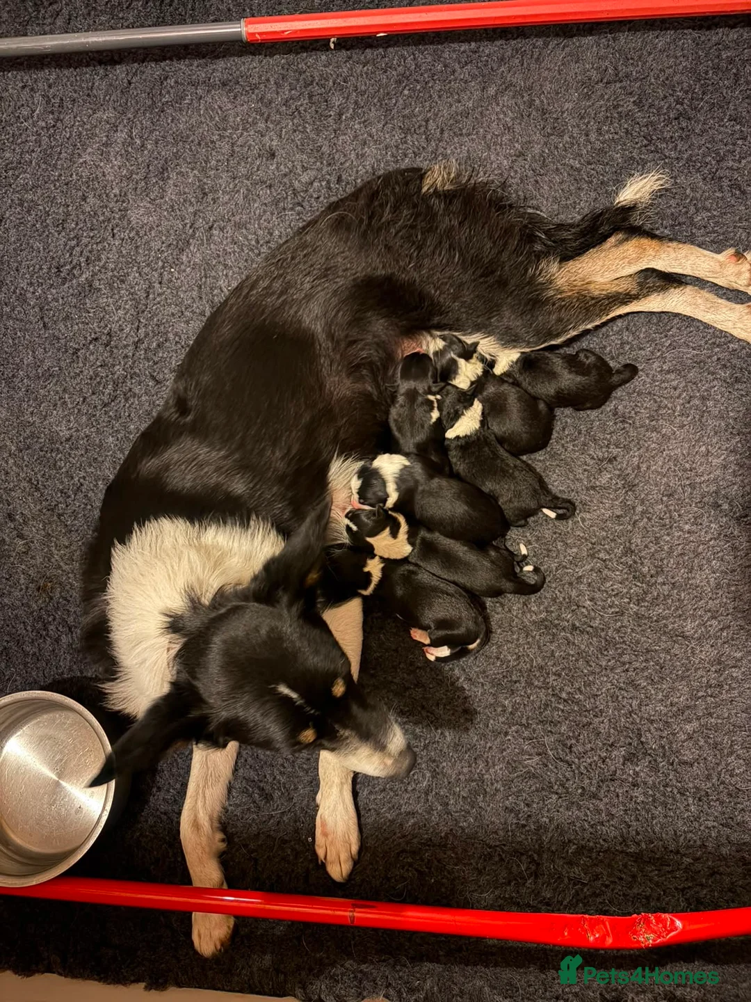 Border Collie dogs for sale: Border collie pups for sale in Driffield - Advert 2