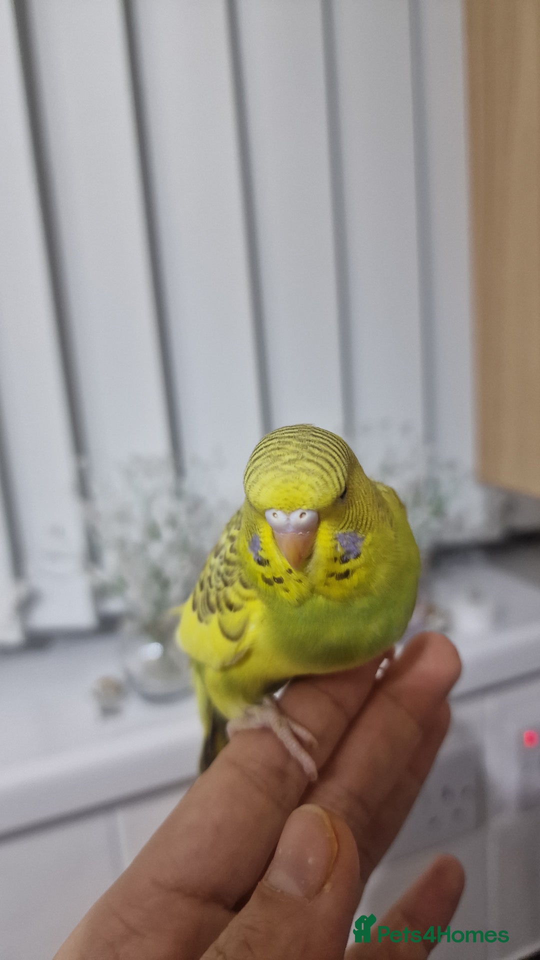 Budgerigars birds for sale: Budgie  - Advert 1