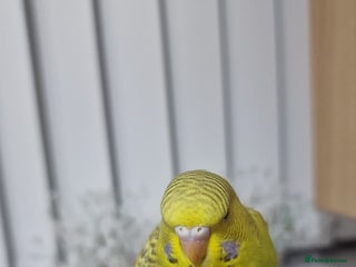 Budgerigars birds Budgie - Advert 1