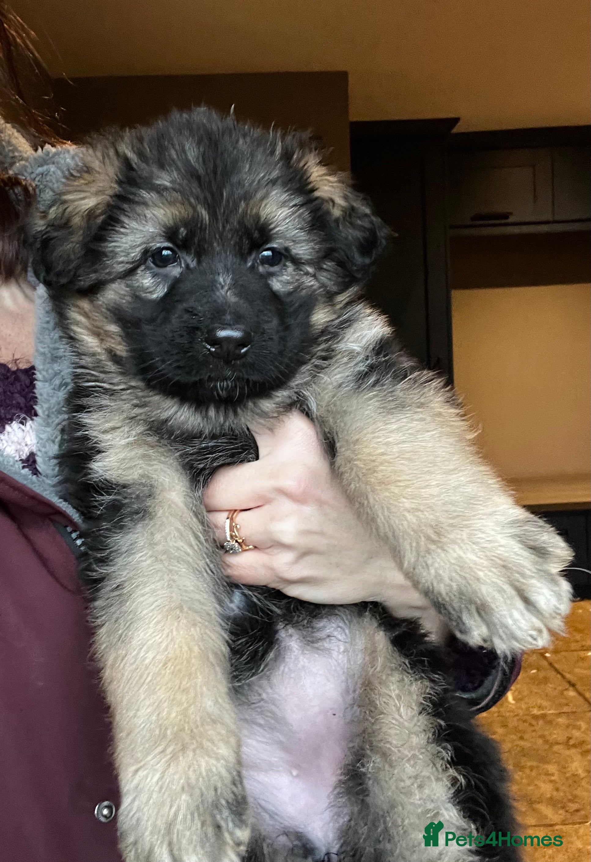 German Shepherd dogs Beautiful KC reg German Shepherd puppies for sale  - Advert 8
