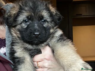 German Shepherd dogs Beautiful KC reg German Shepherd puppies for sale - Advert 8