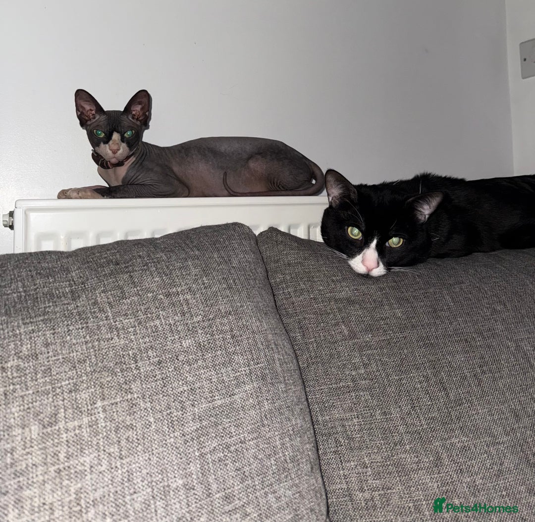 Sphynx cats for sale: Sphynx Variant (Tuxedo) Mix - Advert 2