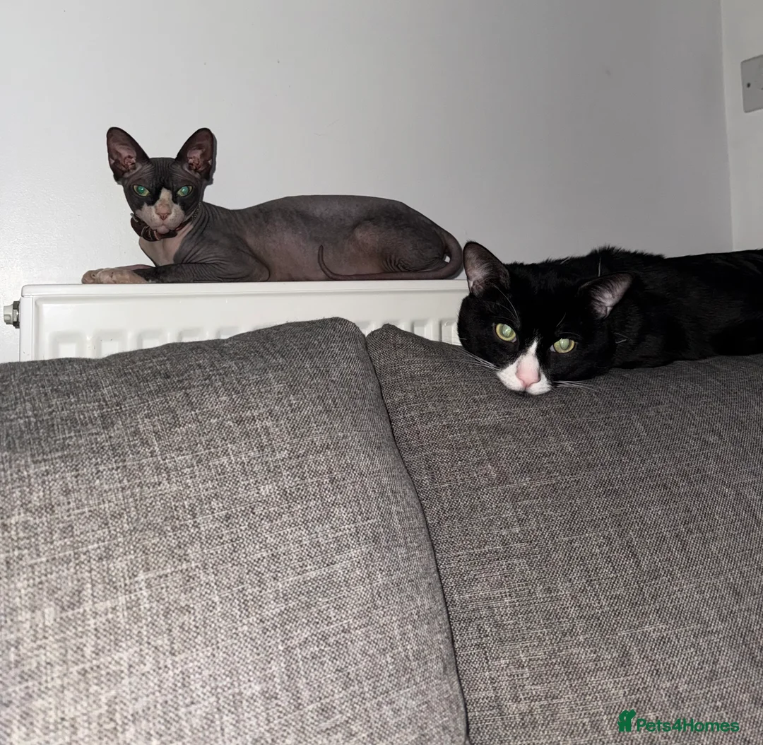 Sphynx cats for sale: Sphynx Variant (Tuxedo) Mix - Advert 2