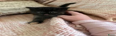 Mixed Breed 6 tortie with silver underbelly less facial markings 