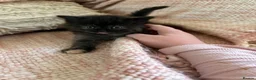 Mixed Breed cats for sale: Ragamuffin mix kittens please read description  - Advert 19