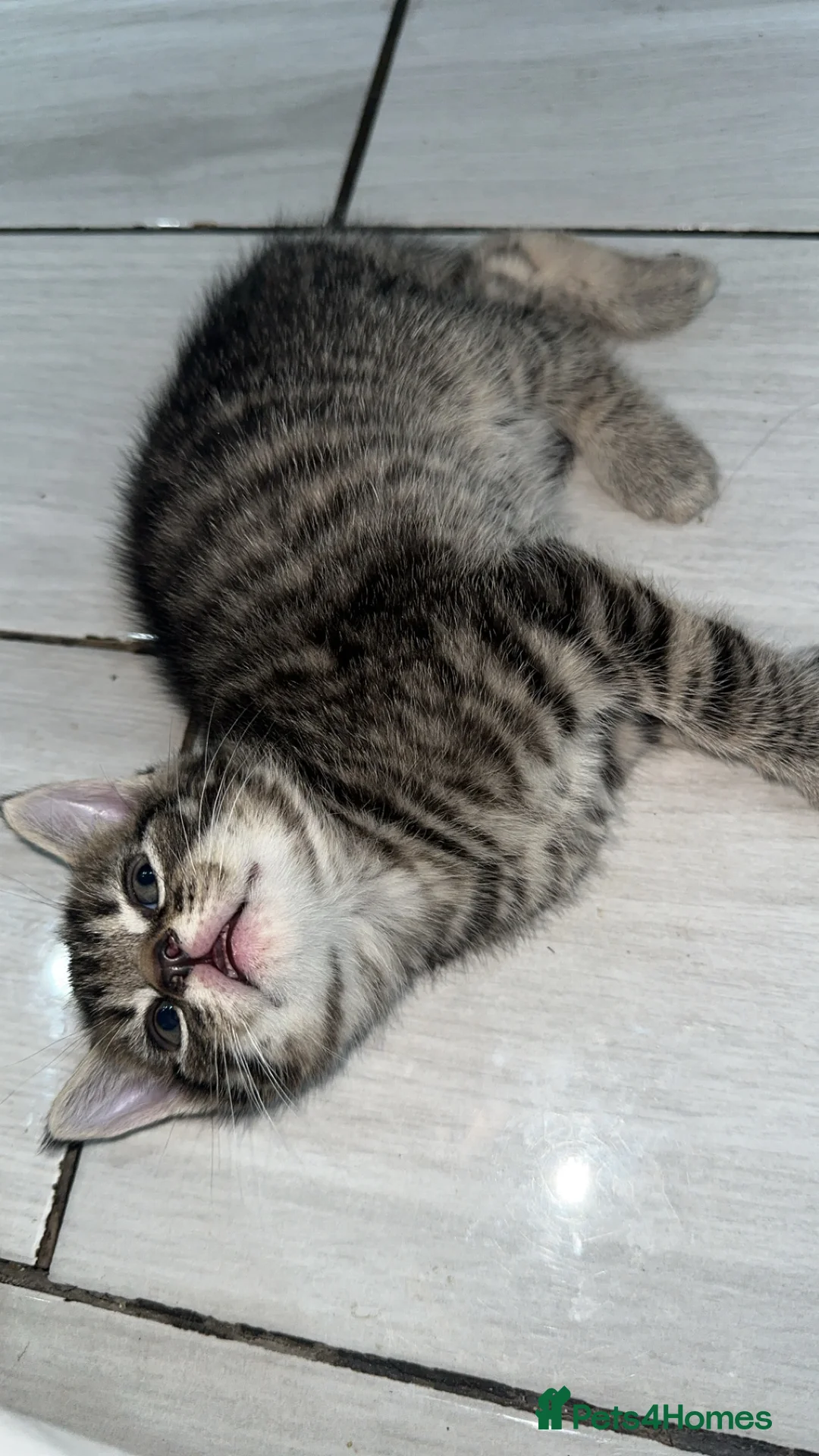 Domestic Shorthair cats for sale: Adorable tabby kittens and black kittens  - Advert 12