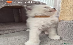 Ragdoll cats for sale: 5 GCCF Pedigree Ragdoll kittens for sale - Image 20