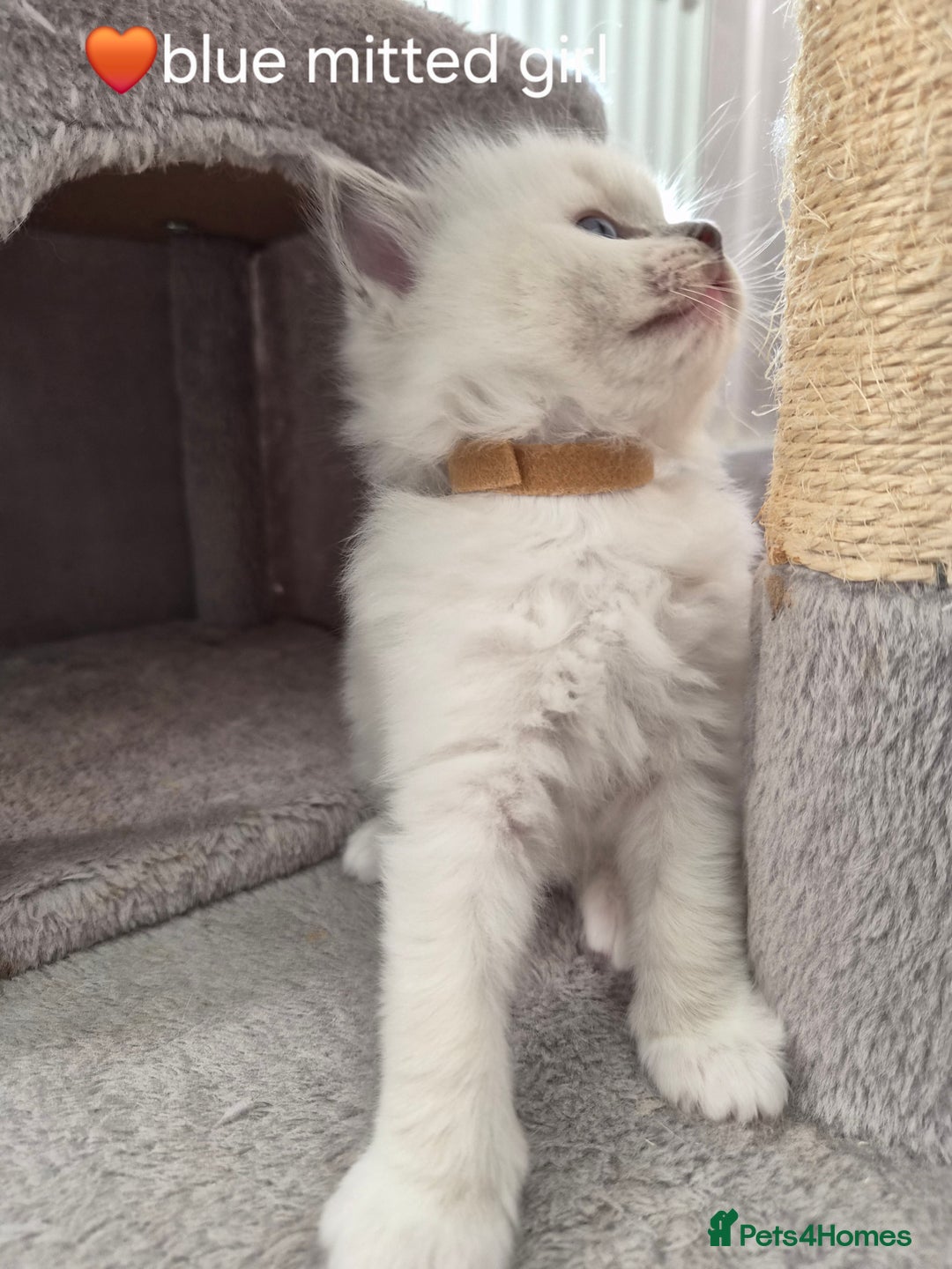 Ragdoll cats for sale: 5 GCCF Pedigree Ragdoll kittens for sale - Image 20
