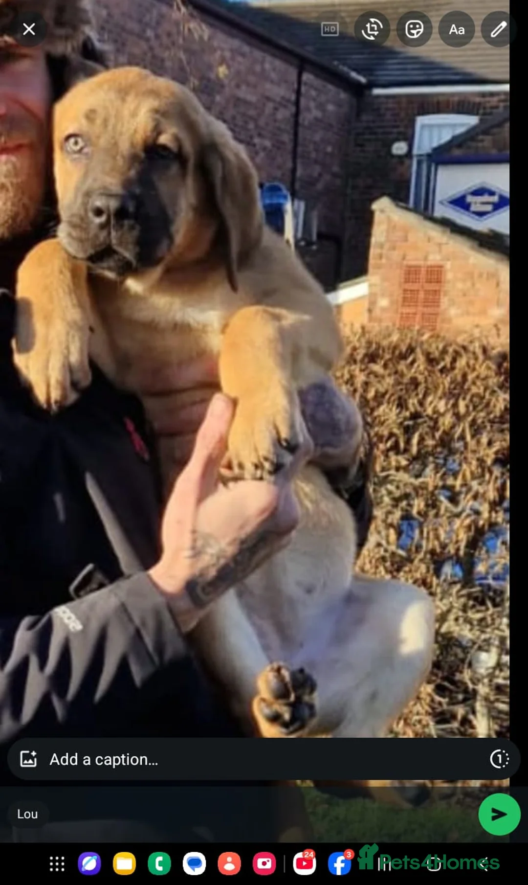 Mixed Breed dogs for sale: Caucasian shepherd cross puppies in Widnes - Advert 17