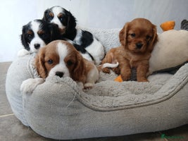 Cavalier King Charles Spaniel dogs - Advert 12