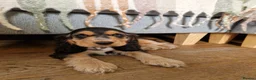 Cocker Spaniel dogs for sale: Beautiful Show Cocker Spaniel Puppies  - Advert 18