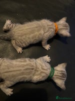 Bengal cats - Advert 5
