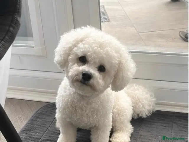 Bichon Frise dogs for stud: Bichon Frisé Stud-Pedigree&Champion Bloodline - Advert 1