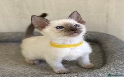 Siamese cats for sale: GCCF Registered Traditional Siamese Kittens.  - Image 2
