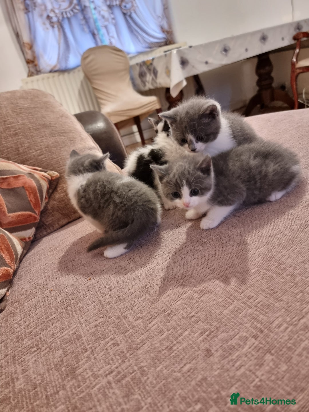 British Shorthair cats for sale: 4 mixed british short-hair kitten for sale - Image 4