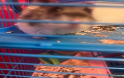 Hamster rodents for sale: 2 male hamsters  - Advert 4