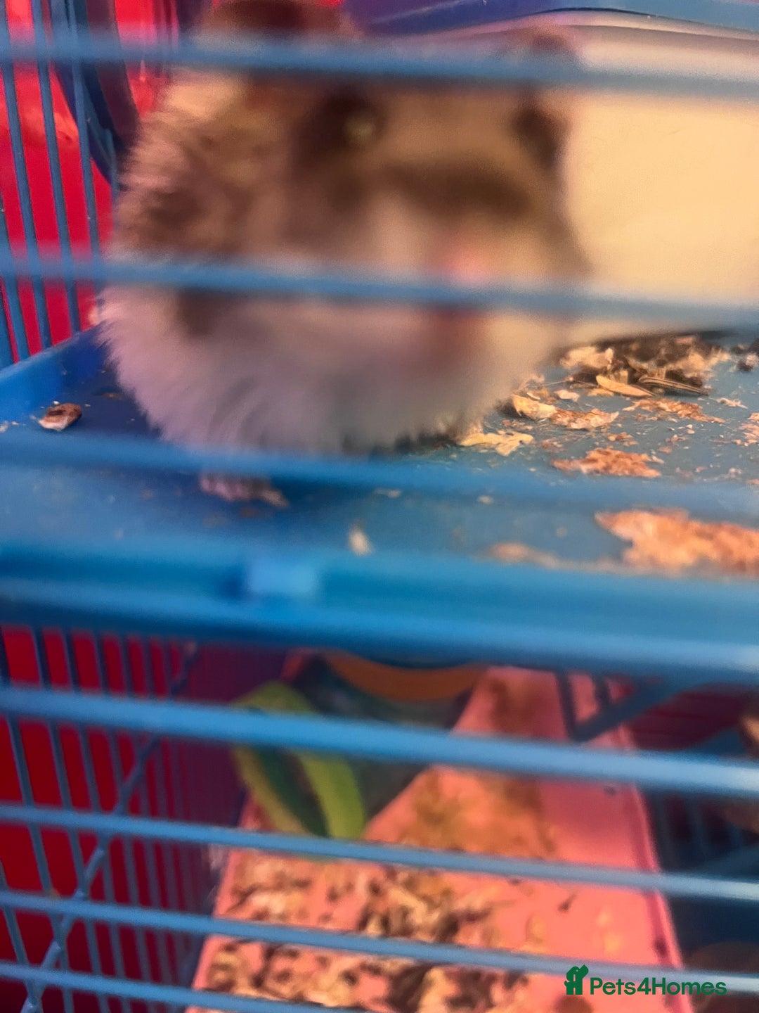 Hamster rodents for sale: 2 male hamsters  - Advert 4