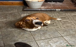 Basset Hound dogs for sale: Traditional Basset pups  - Image 1