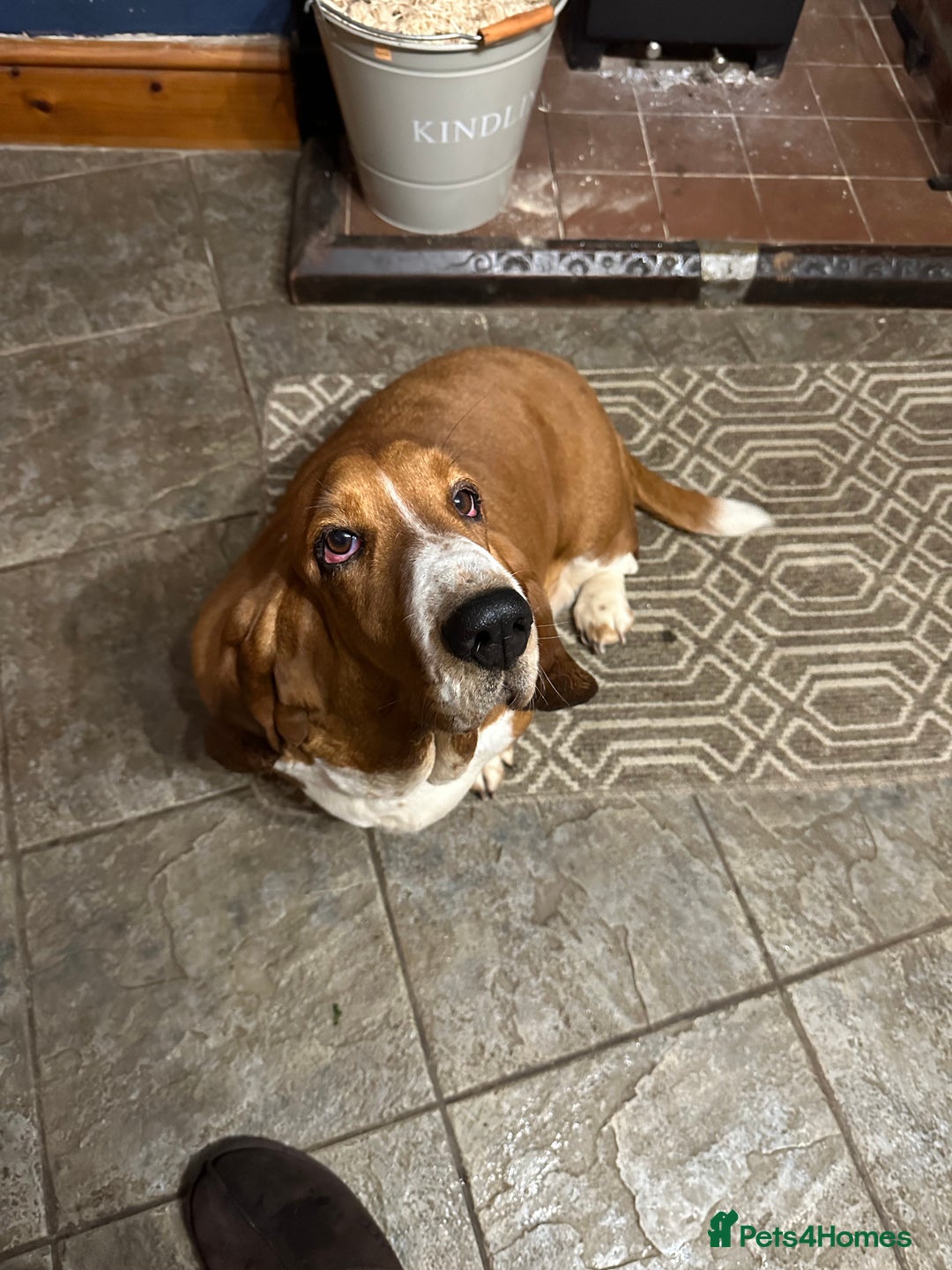 Basset Hound dogs for sale: Traditional Basset pups  - Image 1