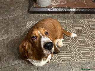 Basset Hound dogs - Advert 3