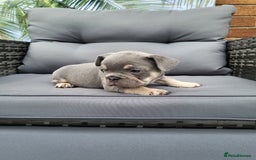 French Bulldog dogs for sale: KC Registered Frenchies ONLY 3 LEFT - Image 4